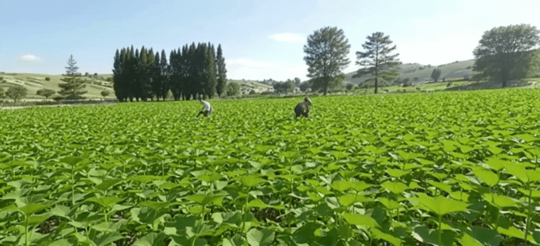 Sustainable Growth